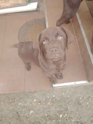 Labrador retriver ciocolatiu