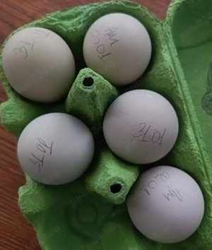 Ouă de incubat Ameraucana și Australorp 