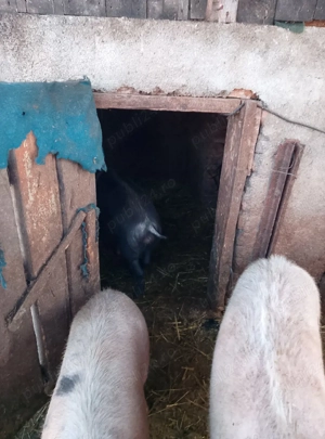 porci de vânzare  - imagine 2