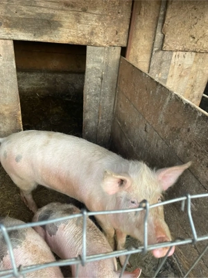 Vand scrofiță 50 60kg !! - imagine 2