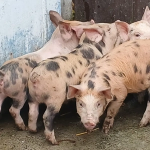 purce 280 lei - imagine 2