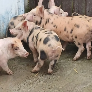 purce 280 lei - imagine 3