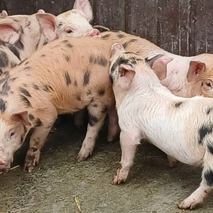 purce 280 lei - imagine 5