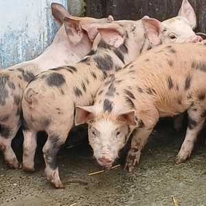 purce 280 lei - imagine 4