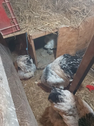 găini Brahma HD de vânzare  - imagine 4