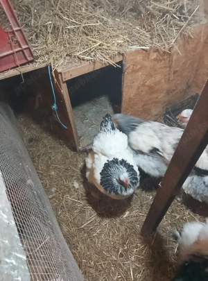 găini Brahma HD de vânzare  - imagine 2