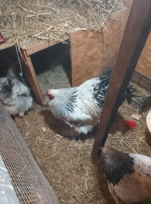 găini Brahma HD de vânzare  - imagine 5