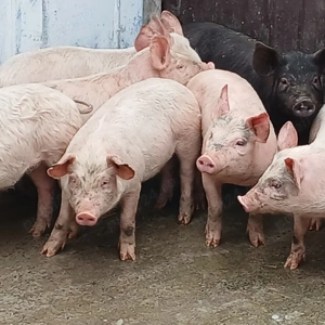 soldani 380-420 lei - imagine 6