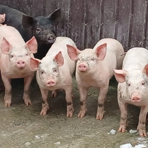 soldani 380-420 lei - imagine 5