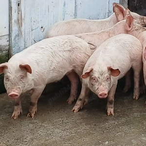 soldani 380-420 lei - imagine 3