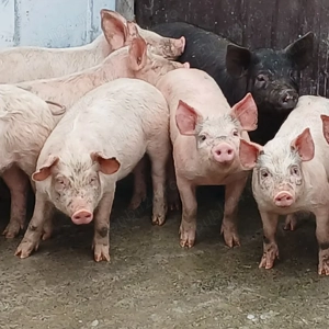 soldani 380-420 lei - imagine 2