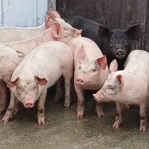 soldani 380-420 lei - imagine 4