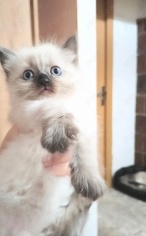 Ragdoll colorpoint fetițe - imagine 3