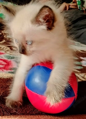 Ragdoll colorpoint fetițe - imagine 2