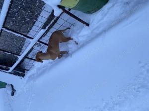 Vijla maghiara. Disponibil 1 baiat si o fata - imagine 2