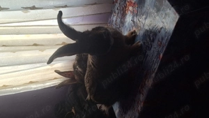 Vand pereche uriaș gri fier  - imagine 5