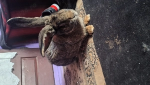 Vand pereche uriaș gri fier  - imagine 3