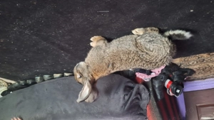 Vand pereche uriaș gri fier 