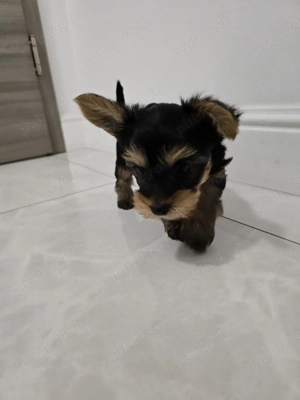 vand Yorkshire  - imagine 3