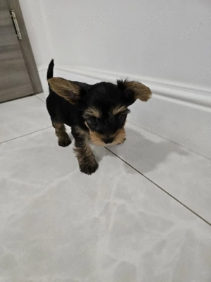 vand Yorkshire  - imagine 4