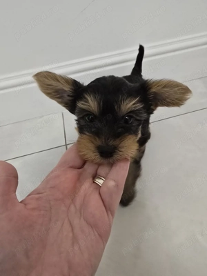 vand Yorkshire  - imagine 2