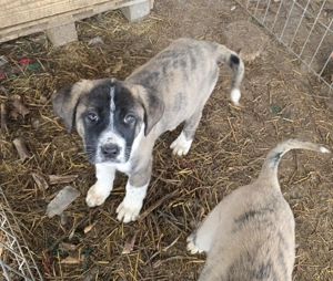 Pui de vanzare - metis asia centrala cu kangal