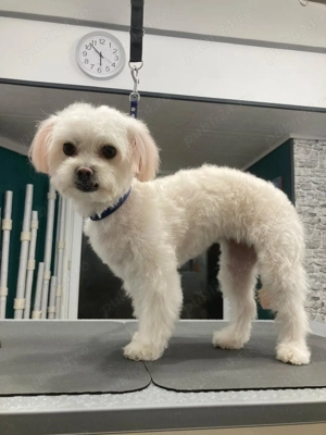 Afacere la cheie salon frizerie canina-felina - imagine 5