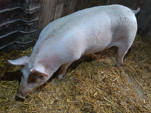 Purcea de ingrasare sau de Reproductie  - imagine 3