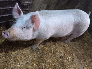 Purcea de ingrasare sau de Reproductie  - imagine 4