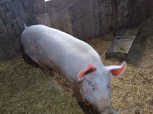 Purcea de ingrasare sau de Reproductie  - imagine 2