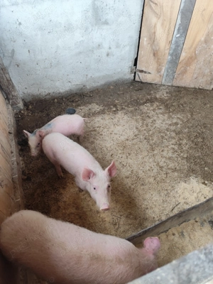 Purcei 14 săptămâni 500 bucata 2 mascori