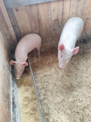 Purcei 14 săptămâni 500 bucata 2 mascori - imagine 4