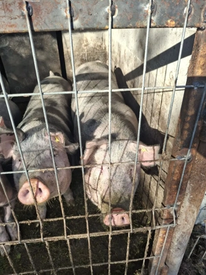 porci de vanzare - imagine 3