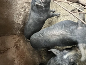 Porci de carne 160 -180 kg - imagine 2