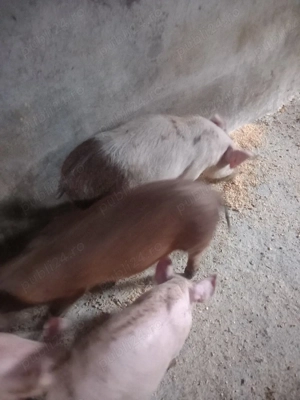 purcei 12 saptamani  - imagine 2