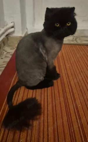 Vând Motanel Persan - imagine 2