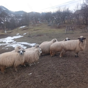 Oi cu miei, mioare - imagine 3