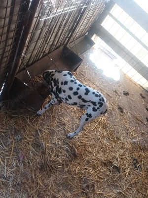 Mascul dalamatian  - imagine 2