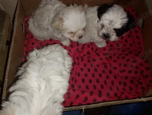 bisoni ,,,, - imagine 2