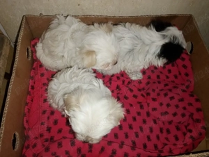 bisoni ,,,, - imagine 3