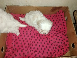 bisoni ,,,, - imagine 5