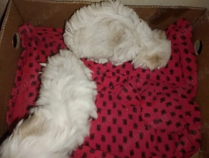 bisoni ,,,, - imagine 4