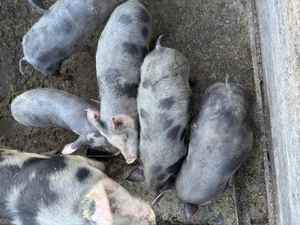 Vând purcei  Crasna vaslui - imagine 2