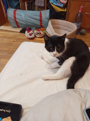 Hope(Speranta) se da spre adopție - imagine 5