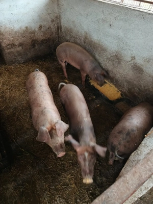 de vânzare  - imagine 3