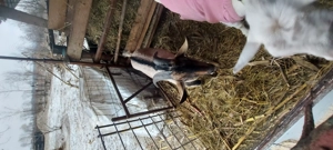 De vanzare :tap,iada si o capra talie mare. - imagine 3