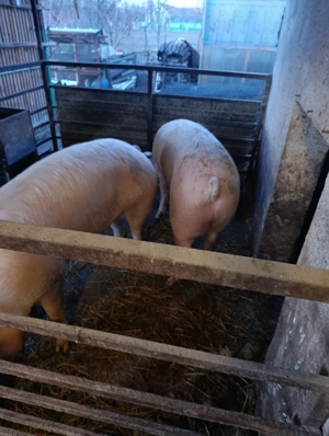 Vind porci și slanina - imagine 2