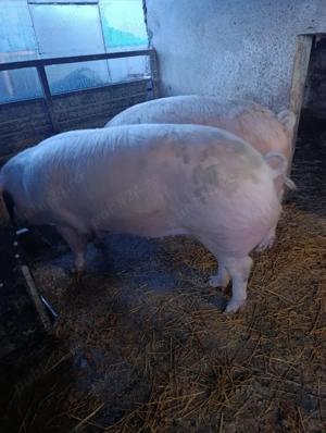 Vind porci și slanina