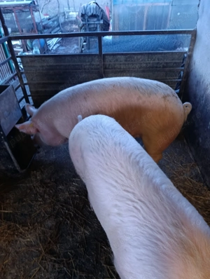 Vind porci și slanina - imagine 3