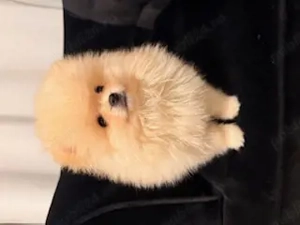 Pomeranian superb cu certificat pedigree FCI